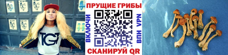 shop наркотические препараты  купить наркотики цена  Обнинск  Галлюциногенные грибы Cubensis  ссылка на мегу ссылка 