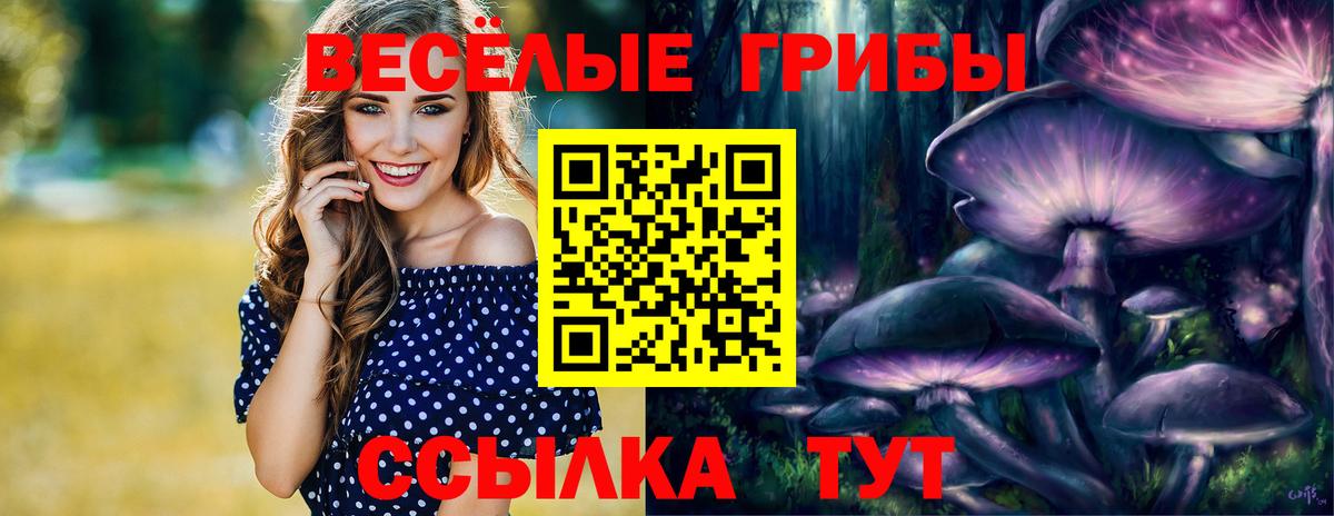 Псилоцибиновые грибы Psilocybine cubensis Обнинск